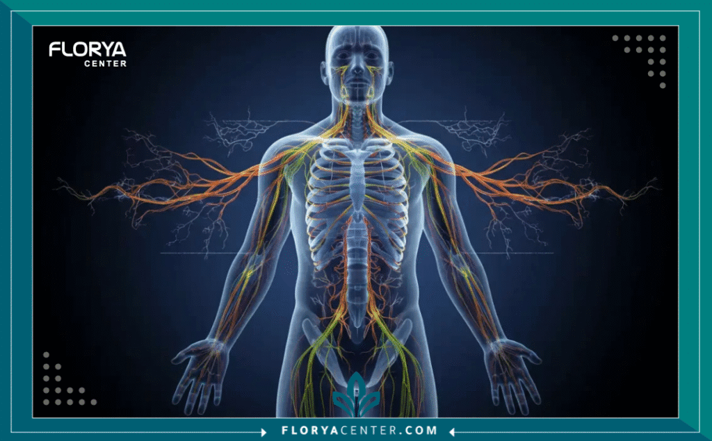 نسخة من Hayaalaje12 20250903 154028 ٠٠٠٠ - مستشفى أعصاب في اسطنبول يُعد البحث عن أفضل مستشفى أعصاب في اسطنبول الخطوة الأولى والأكثر حساسية في رحلة العلاج. صحة الجهاز العصبي، الذي يشمل الدماغ والحبل الشوكي والأعصاب الطرفية، هي حجر الزاوية في جودة الحياة. أي اضطراب في هذا النظام المعقد يتطلب دقة فائقة، وخبرة لا مثيل لها، وتكنولوجيا متطورة. اسطنبول، كواحدة من عواصم السياحة العلاجية الرائدة عالمياً، برزت كمركز ثقل لجراحة وطب الأعصاب، جاذبةً آلاف المرضى الباحثين عن الأمل والشفاء.