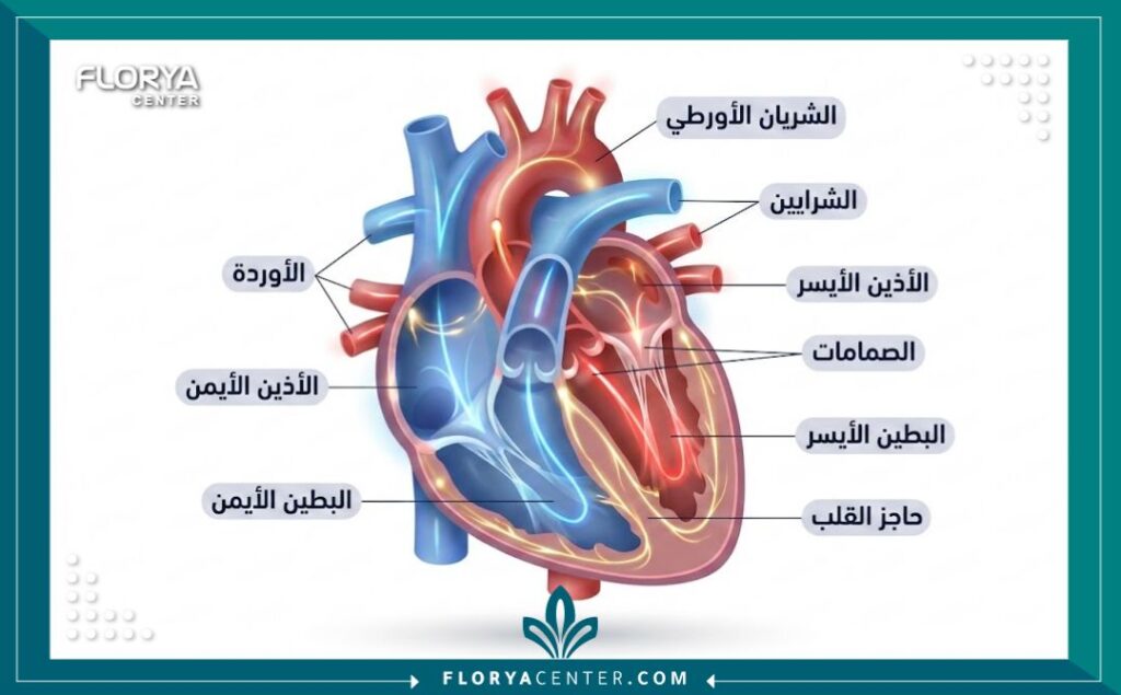 أسعار فحوصات القلب الشاملة 2 رسم توضيحي طبي لتشريح القلب يوضح الشرايين والصمامات للفحص الشامل.