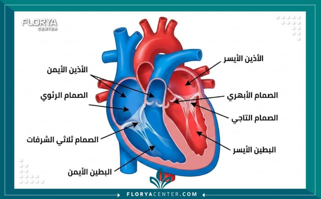 أفضل استشاري قلب للأطفال 2 رسم توضيحي طبي يشرح تشريح قلب الأطفال باللغة العربية.