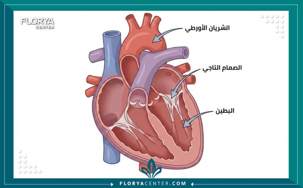 أفضل جراح قلب في تركيا 2 رسم توضيحي طبي لتشريح القلب يوضح الصمامات والشرايين مع تسميات باللغة العربية.