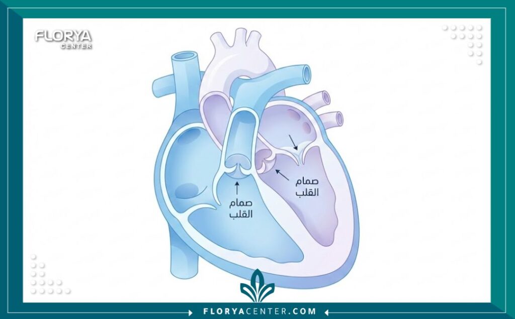 رسم توضيحي طبي يشرح تشريح صمامات القلب لعمليات الإصلاح والاستبدال.
