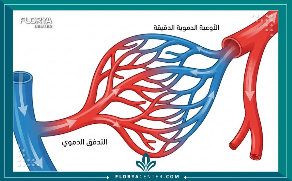 مخطط طبي توضيحي يشرح تشريح الأوعية الدموية الدقيقة وتدفق الدم في الجسم.