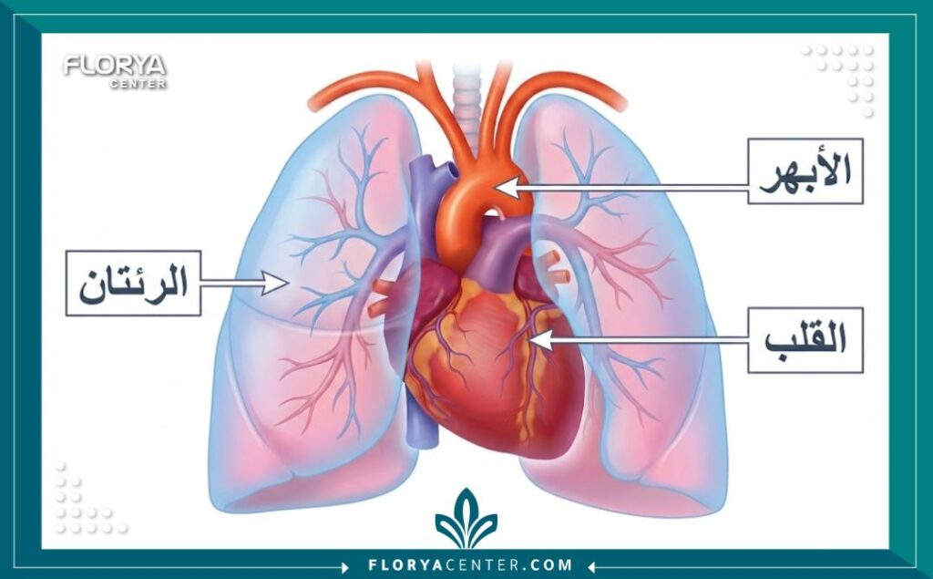رسم توضيحي لتشريح القلب والصدر يوضح العمليات الجراحية الدقيقة.