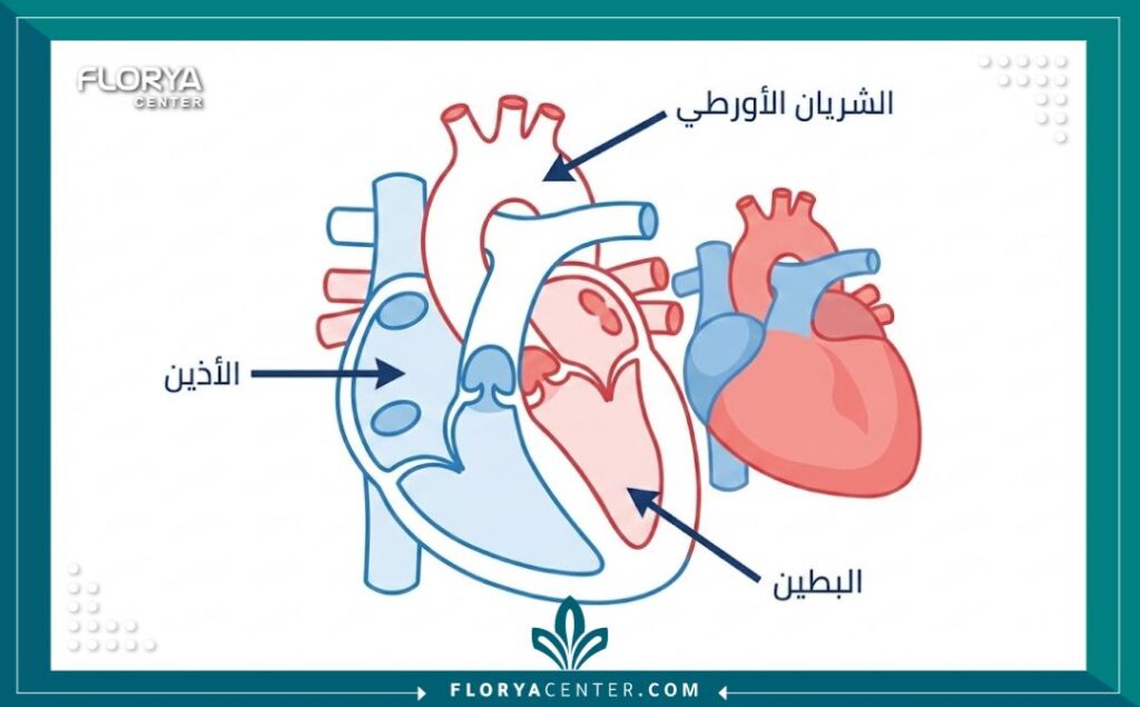 رسم توضيحي طبي يشرح تشريح القلب وعملية الزراعة في أفضل المراكز المتخصصة.