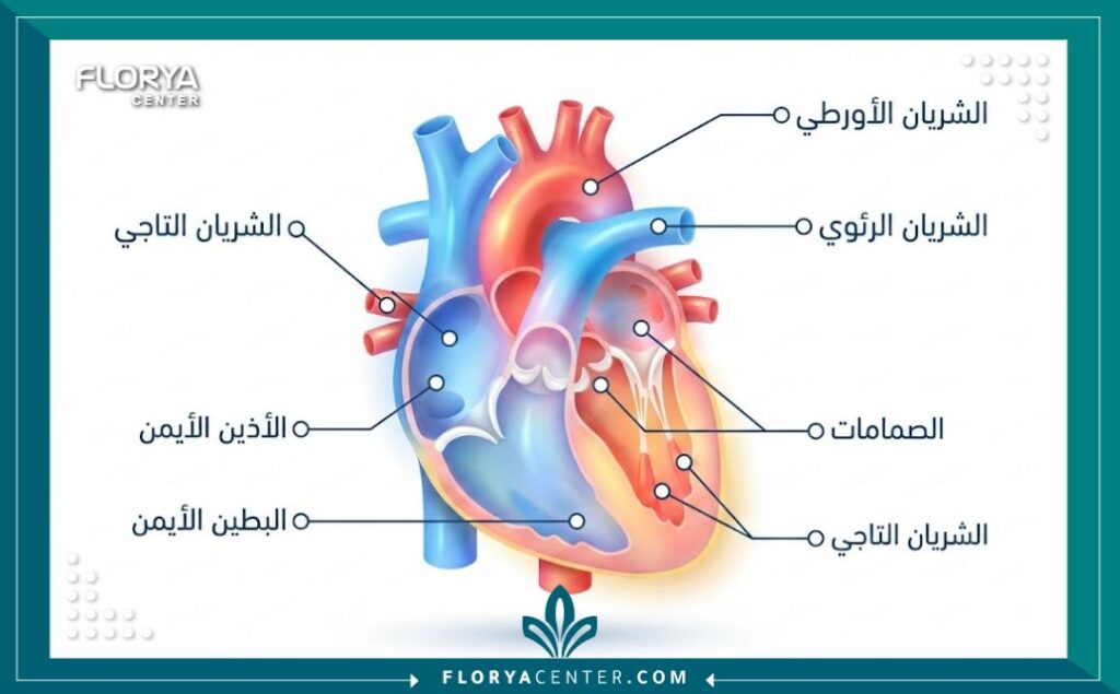 رسم توضيحي طبي ثلاثي الأبعاد لتشريح القلب يوضح الشرايين والصمامات مع تسميات باللغة العربية.