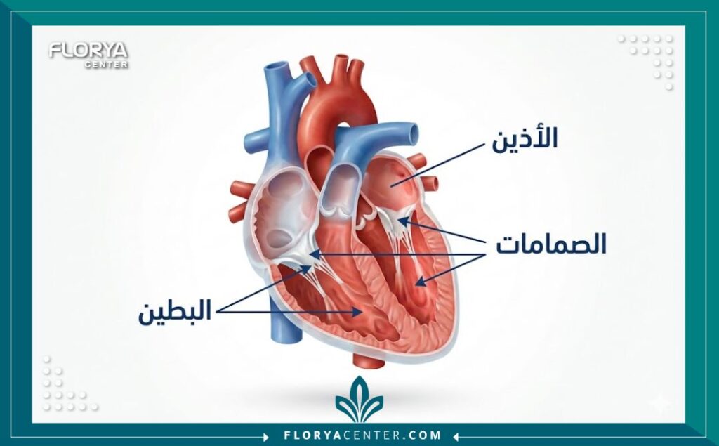 رسم توضيحي طبي لتشريح القلب باللغة العربية يوضح الأجزاء المتأثرة بعمليات جراحة القلب.