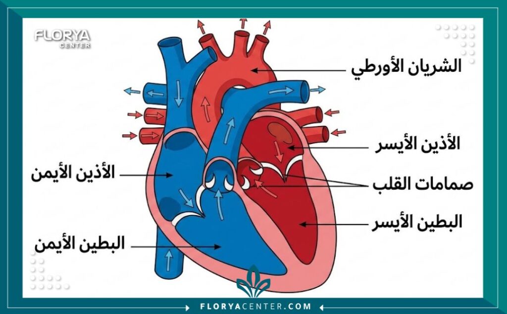 تقييمات مستشفيات القلب في تركيا 2 رسم توضيحي طبي لتشريح القلب البشري، يظهر الأذينين والبطينين والشريان الأورطي مع تسميات باللغة العربية.
