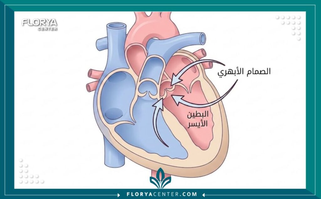 مخطط طبي يوضح تشريح القلب وموقع الصمام الأبهري باللغة العربية.