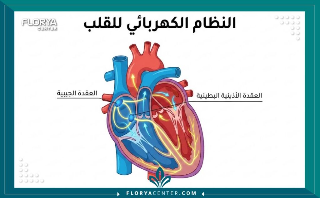 مخطط توضيحي للنظام الكهربائي للقلب يوضح أسباب عدم انتظام الضربات.