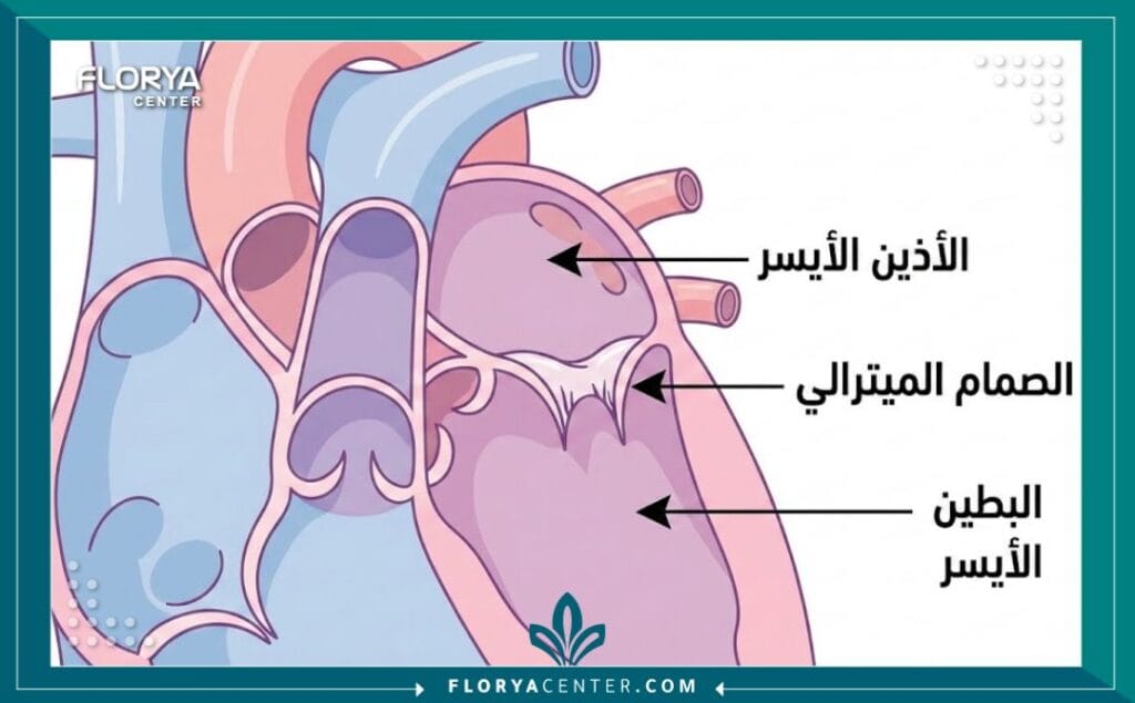 رسم توضيحي طبي لتركيب القلب يظهر موقع الصمام الميترالي بدقة.
