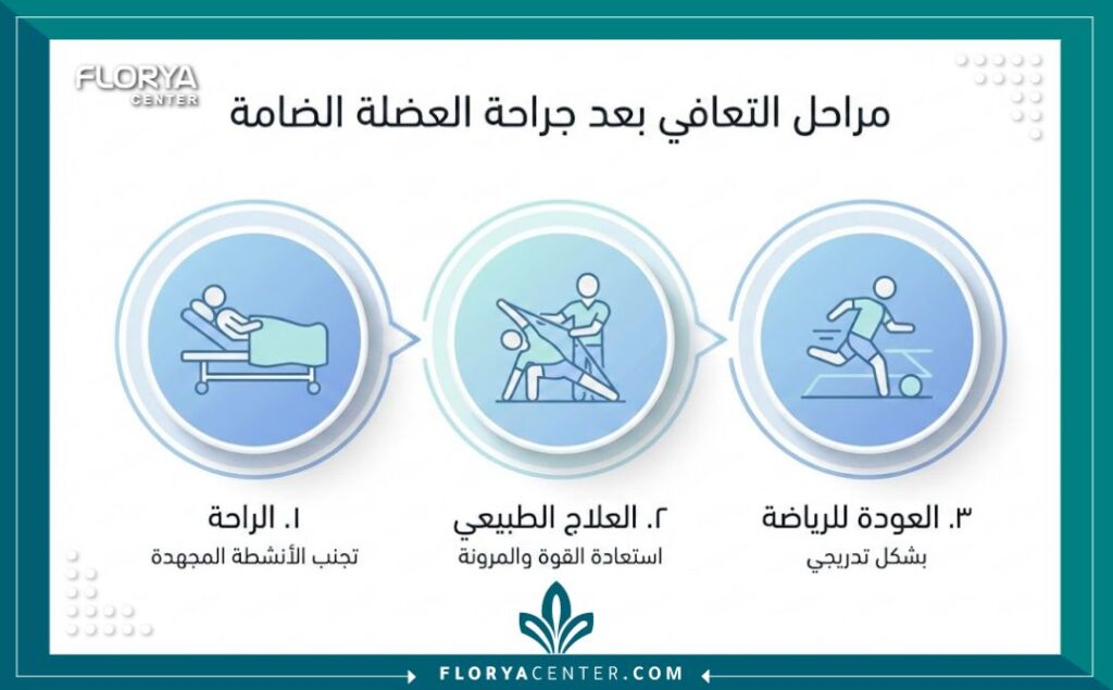 إنفوجرافيك يوضح مراحل التأهيل والتعافي بعد جراحة إصلاح العضلة الضامة للرياضيين.