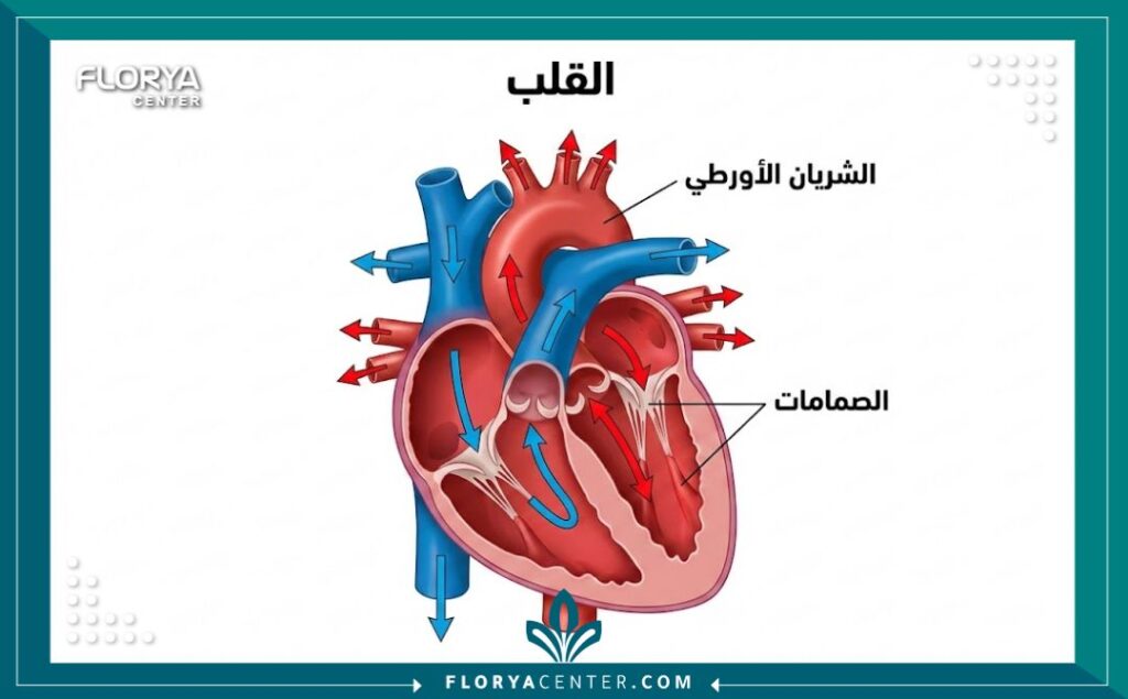 رسم توضيحي طبي لتشريح القلب البشري مع تسميات باللغة العربية داخل أفضل عيادات القلب.