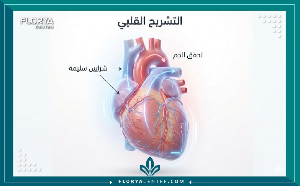 رسم توضيحي طبي يظهر صحة القلب وشرايينه بعد العلاج في أفضل مستشفيات القلب في تركيا.