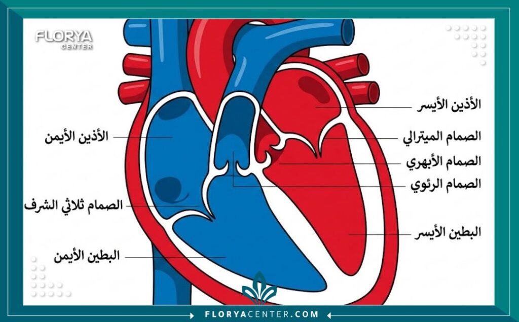 كم سعر عملية القلب في اسطنبول 2 مخطط تشريحي للقلب يوضح الصمامات والشرايين - أنواع عمليات القلب في مراكز اسطنبول الطبية.