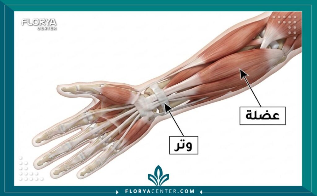 رسم توضيحي لتشريح أوتار اليد يوضح المواضع المستهدفة في عملية نقل الأوتار.