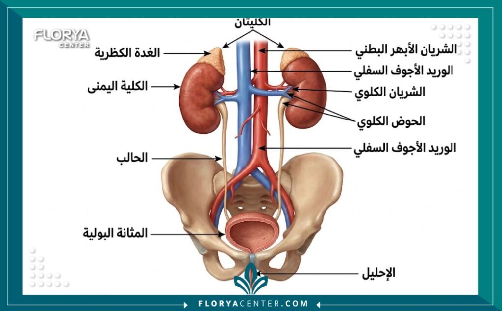 رسم توضيحي طبي للجهاز البولي يوضح الكلى والمثانة باللغة العربية.