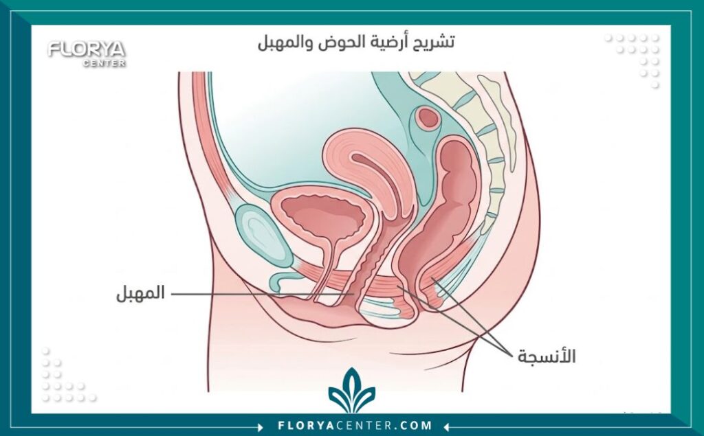 رسم توضيحي طبي يشرح تشريح منطقة المهبل لعمليات التجميل والترميم.