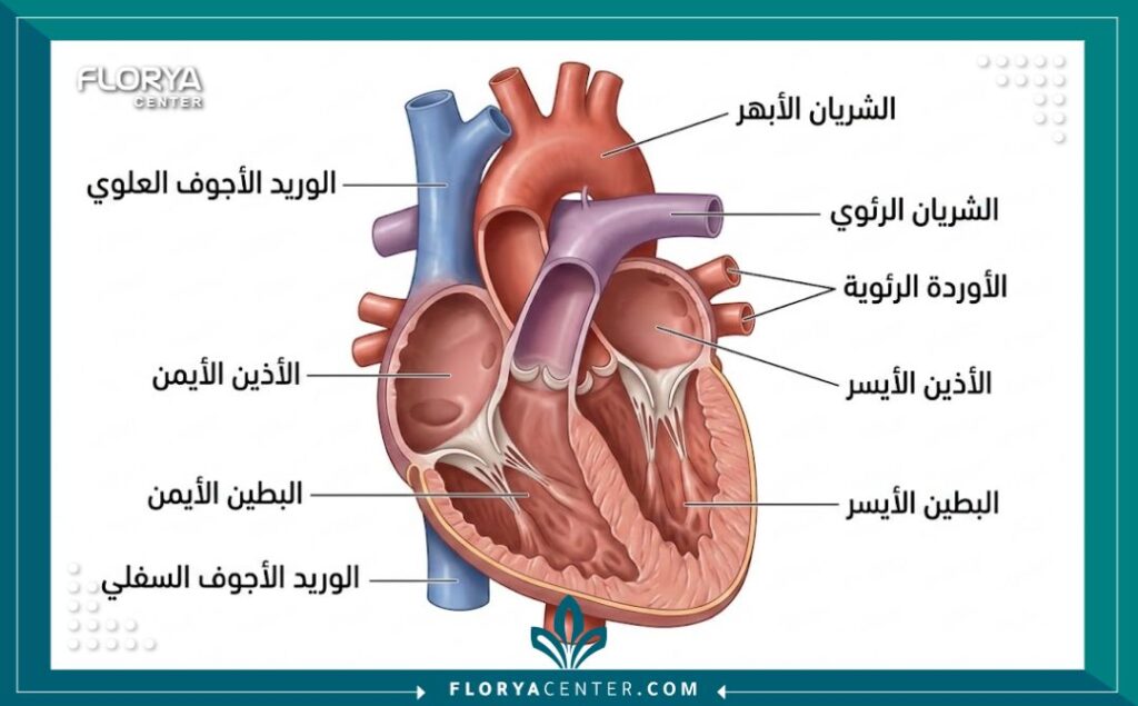 رسم توضيحي طبي لتشريح قلب الطفل مع تسميات توضيحية باللغة العربية تشرح أجزاء القلب.