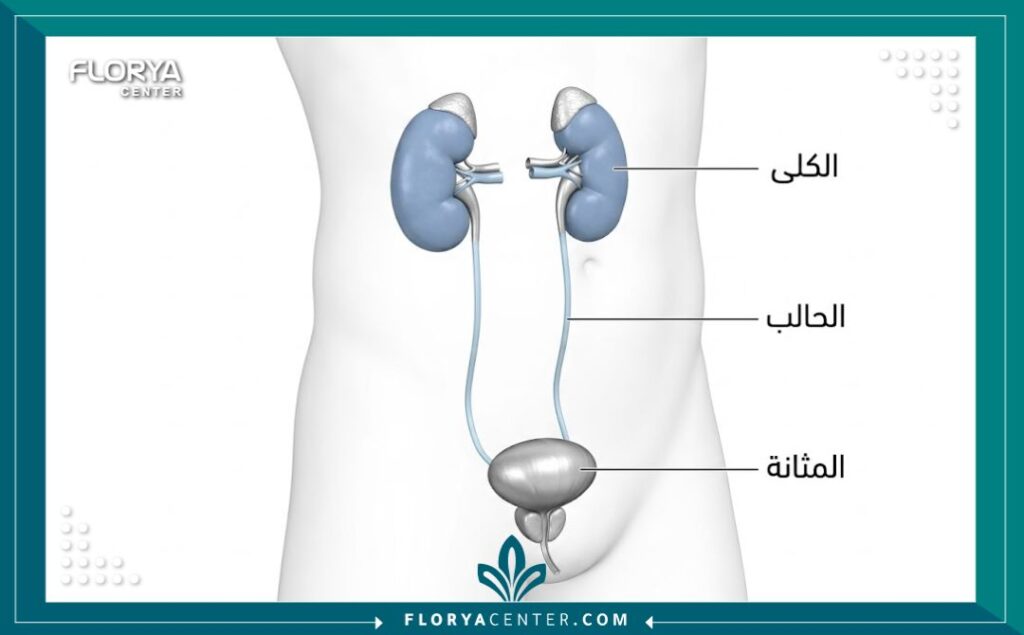 مخطط توضيحي تشريحي للجهاز البولي يوضح الكلى والمثانة مع تسميات باللغة العربية.