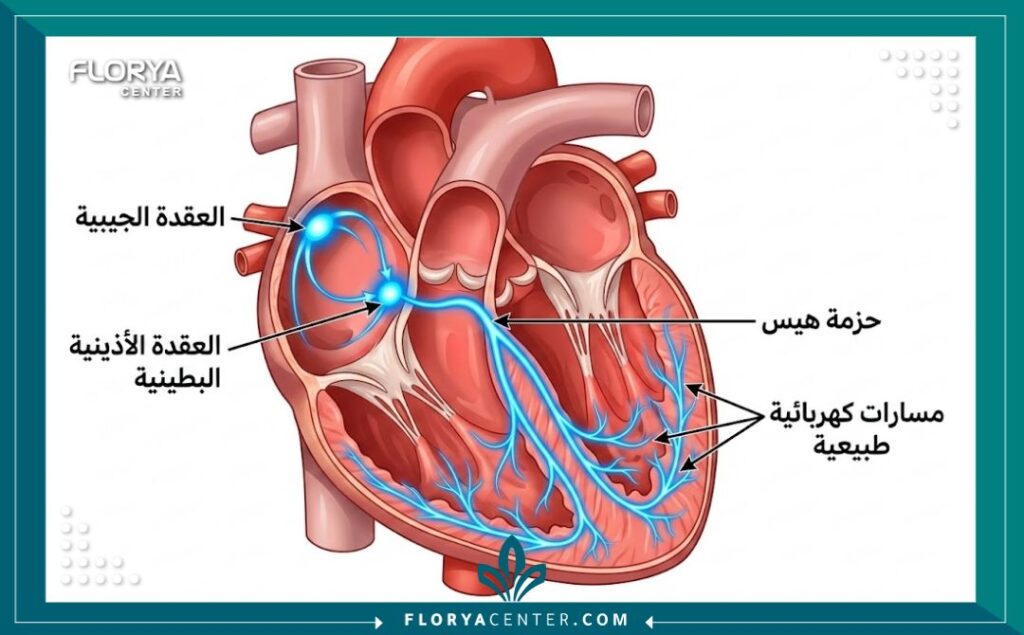 رسم طبي توضيحي يظهر النظام الكهربائي للقلب والعقد والمسارات التي يصححها طبيب اختصاصي أمراض كهرباء القلب في تركيا.