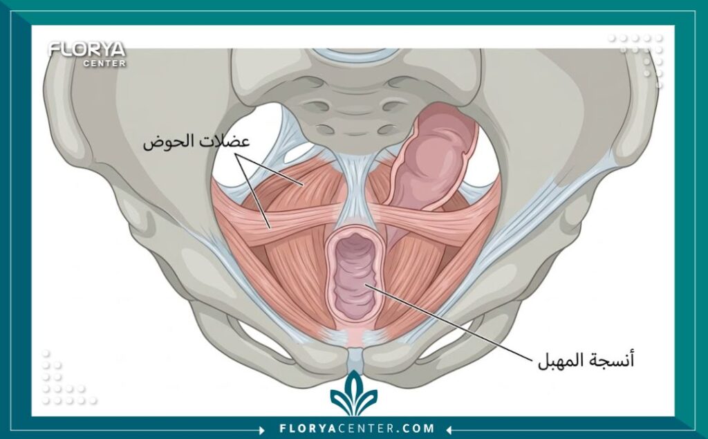 رسم توضيحي طبي يبيّن تشريح عضلات الحوض والمهبل لفهم آلية التضييق.