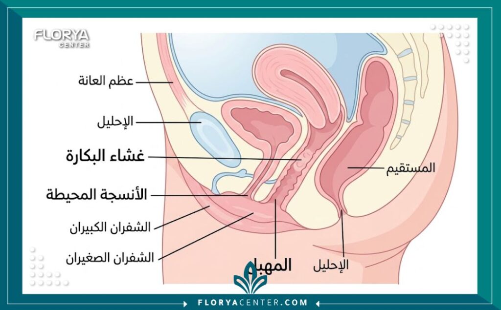 مخطط طبي يوضح تشريح غشاء البكارة ومكان إجراء عملية الترقيع.