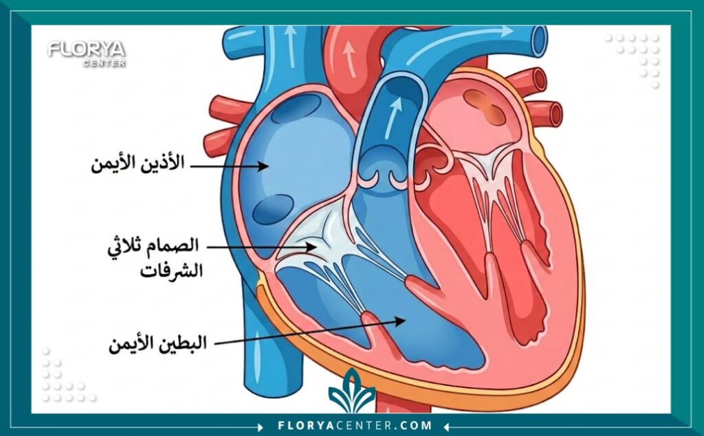 رسم تشريحي يوضح هيكل وموقع الصمام ثلاثي الشرفات داخل القلب.