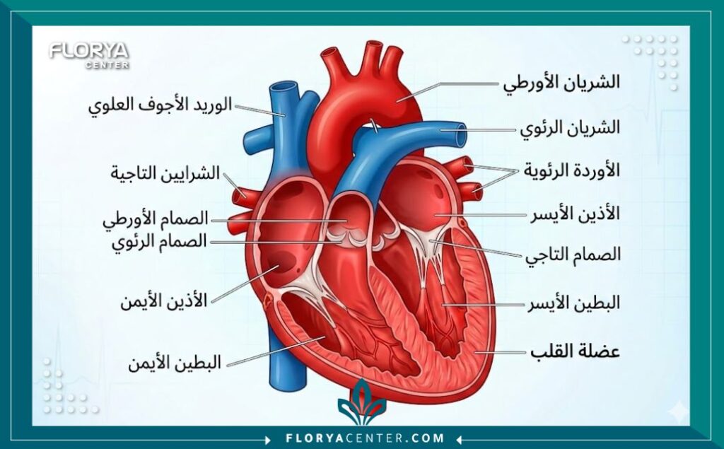رسم توضيحي تشريحي لقلب الإنسان مع تسميات باللغة العربية