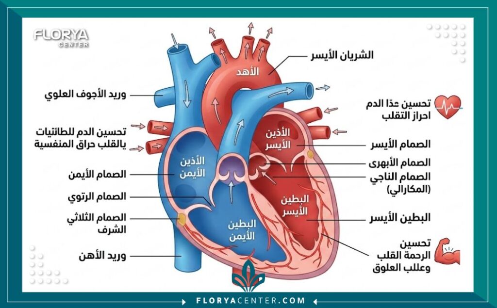 رسم تخطيطي طبي يوضح تشريح القلب وفوائد برنامج التأهيل لتعزيز تدفق الدم وتقوية عضلة القلب.
