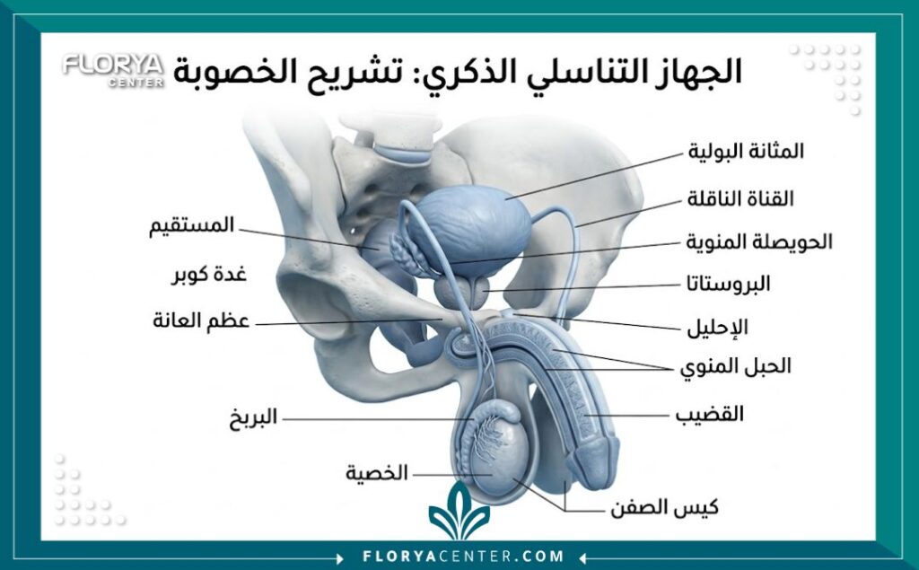 رسم توضيحي طبي يشرح تشريح الجهاز التناسلي الذكري وعلاقة ذلك بالعقم عند الرجال.