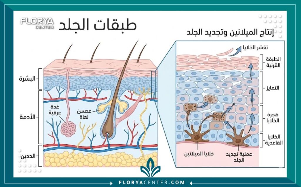 رسم تخطيطي طبي يوضح طبقات الجلد وتراكم الميلانين في المناطق الحساسة وكيفية تفتيحها.