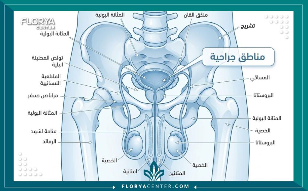 مخطط طبي تشريحي يوضح تفاصيل المنطقة التناسلية الذكرية لأغراض جراحية تجميلية.