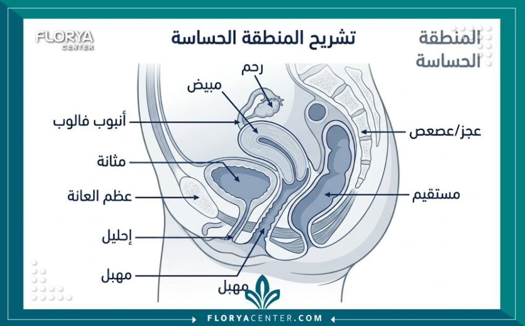 رسم تخطيطي طبي يوضح التشريح التشريحي للمنطقة الحساسة قبل العملية الجراحية.