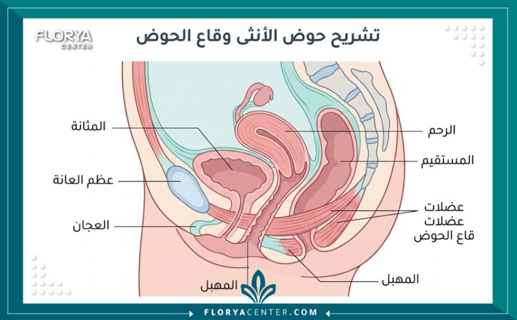 رسم توضيحي طبي يشرح تشريح منطقة المهبل لعمليات التجميل والترميم.