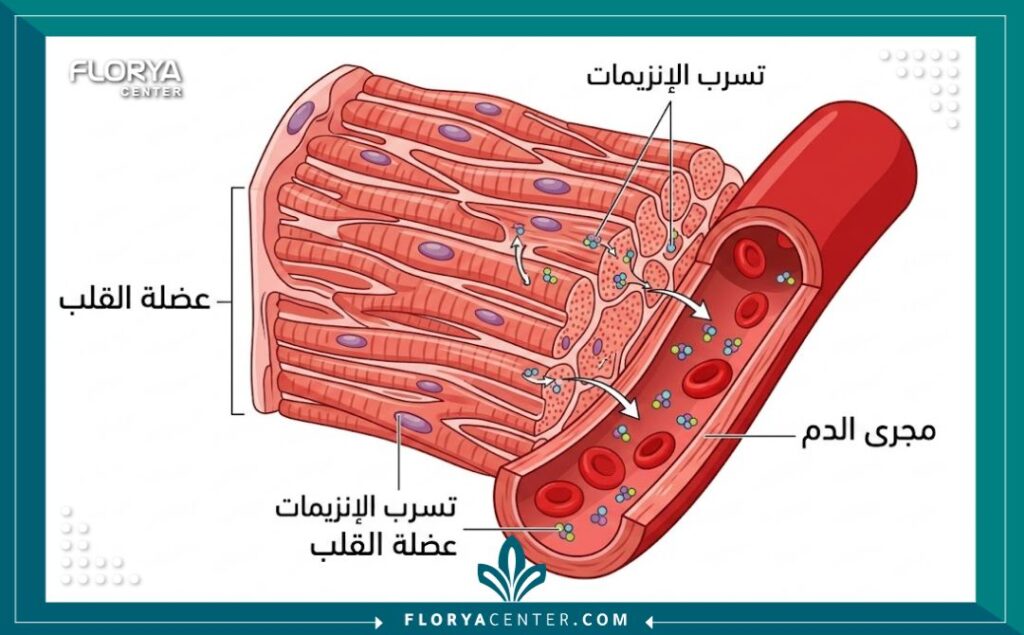 رسم توضيحي طبي يشرح كيفية خروج إنزيمات القلب إلى الدم عند تضرر العضلة.