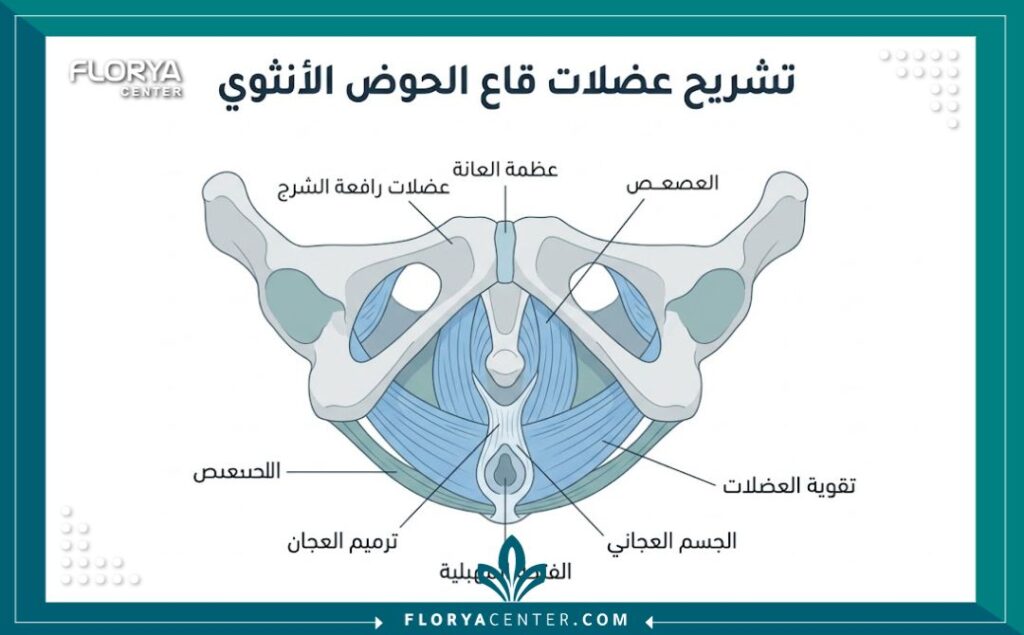 رسم توضيحي طبي يوضح تشريح منطقة العجان وأهداف عملية تصحيح خياطة الولادة.
