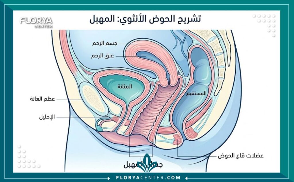 رسم توضيحي طبي يبيّن تشريح جدران المهبل ومناطق حقن الفيلر للتضييق.