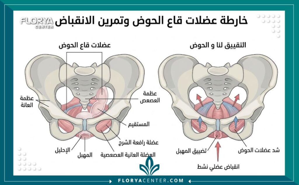 رسم توضيحي طبي يوضح تشريح عضلات الحوض وعملية تضييق المهبل بعد الولادة.