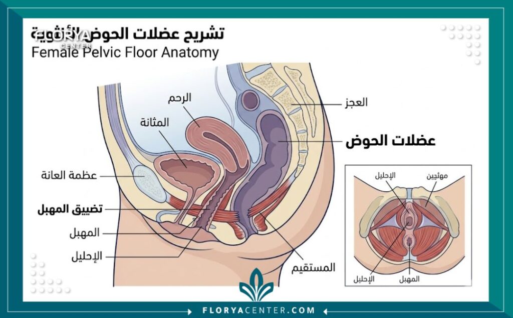 رسم توضيحي طبي يوضح تشريح عضلات المهبل والحوض لعملية التجميل الجراحي.