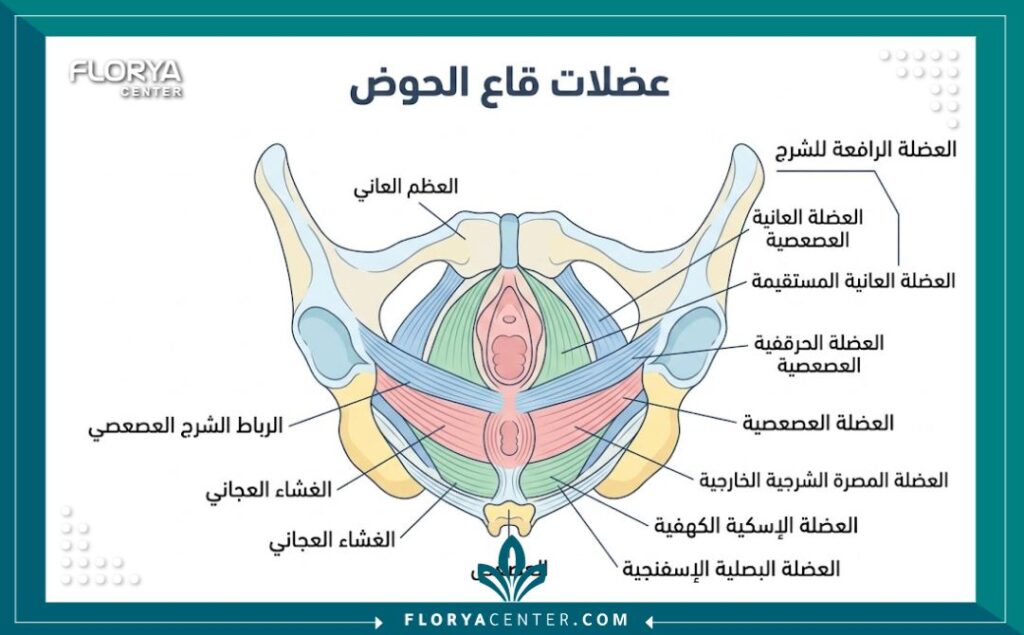 رسم توضيحي طبي يوضح تشريح عضلات الحوض والمهبل باللغة العربية لغرض شرح عملية التضييق.