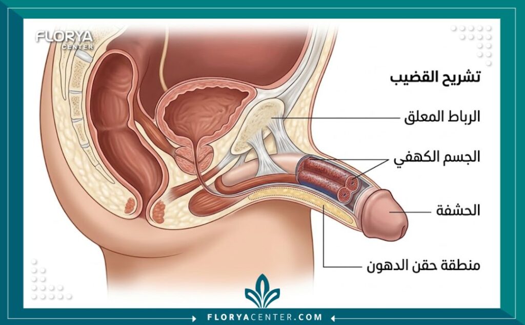 رسم توضيحي طبي مفصل لتشريح القضيب والمناطق المستهدفة في عمليات التطويل والتسميك (حقن الدهون وقطع الرباط).