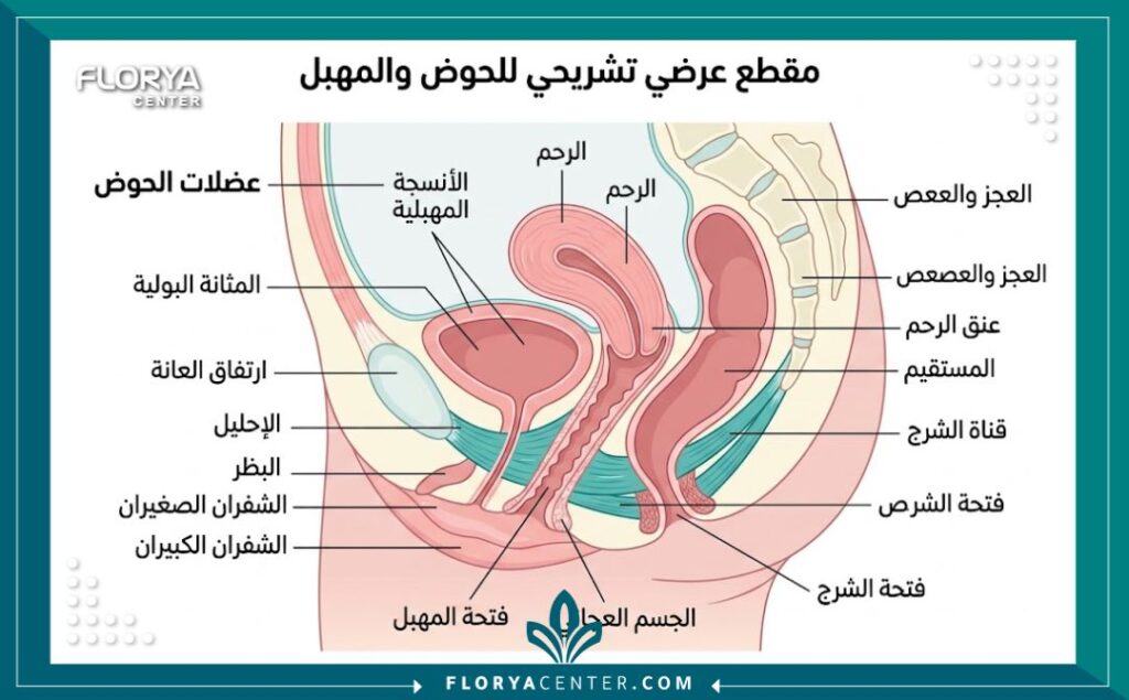 مخطط تشريحي يوضح بنية الحوض والأنسجة المستهدفة في عملية تجميل المهبل.