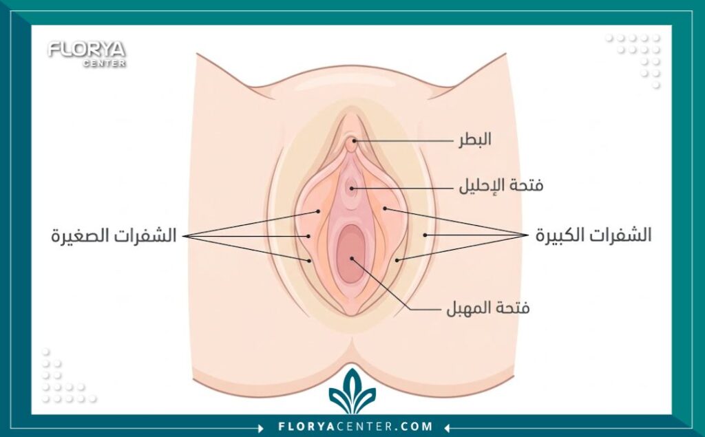 رسم توضيحي طبي يوضح تشريح الشفرات قبل وبعد عملية التجميل.