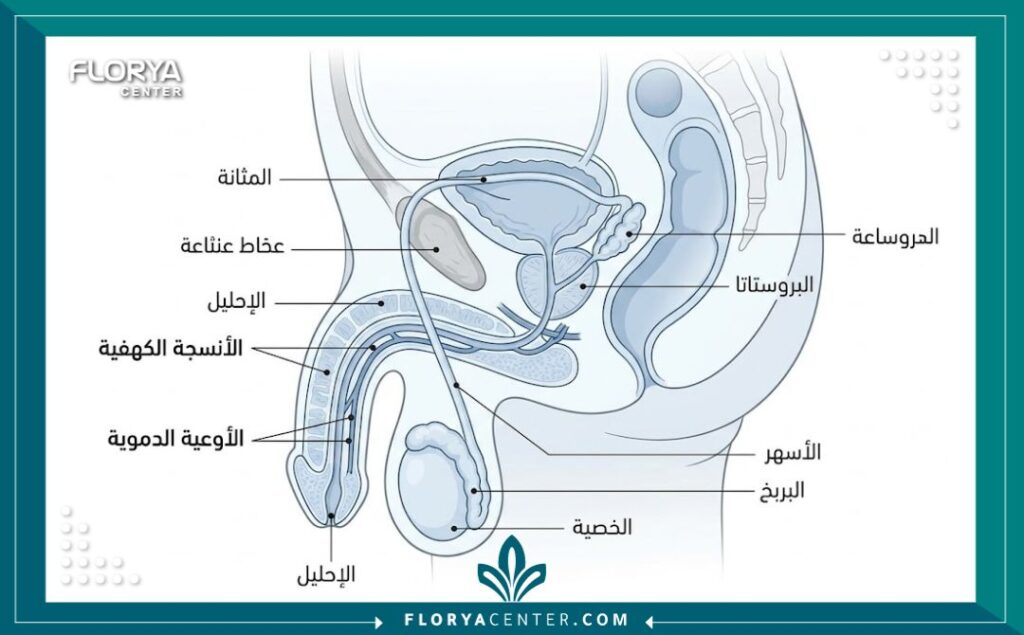 رسم تخطيطي طبي يوضح التشريح الداخلي للأنسجة المستهدفة في عملية تضخيم الذكر.