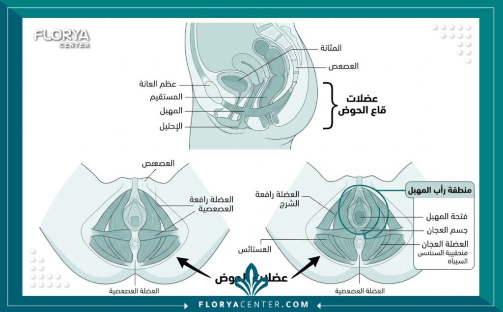 رسم توضيحي طبي يشرح تشريح العضلات المستهدفة في عملية تضييق المهبل.