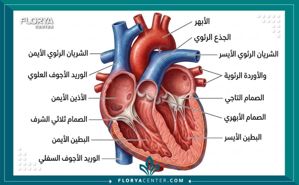 تنسيق طبي لعمليات القلب في تركيا 1 - تنسيق طبي لعمليات القلب في تركيا هل تدرك أن تأخير جراحة الصمام لأسابيع قد يقلل فرص الشفاء بنسبة 20%؟ يتطلب الـ تنسيق طبي لعمليات القلب في تركيا (Medical Coordination) دقة جراحية؛ لذا يضع مركز فلوريا معايير لوجستية صارمة تضمن استجابة فورية.
