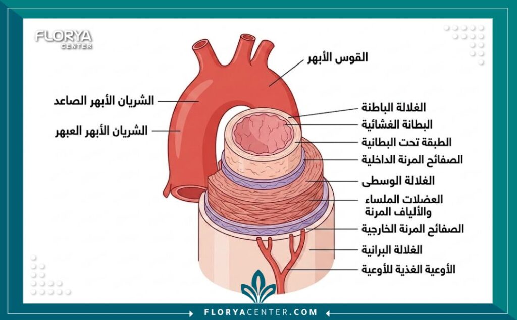 رسم توضيحي طبي يشرح تشريح الشريان الأبهر وأجزائه باللغة العربية.