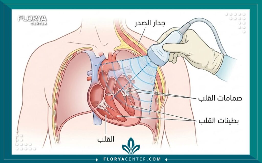 رسم تخطيطي طبي يوضح كيفية فحص صمامات وعضلات القلب عبر تقنية الإيكو.