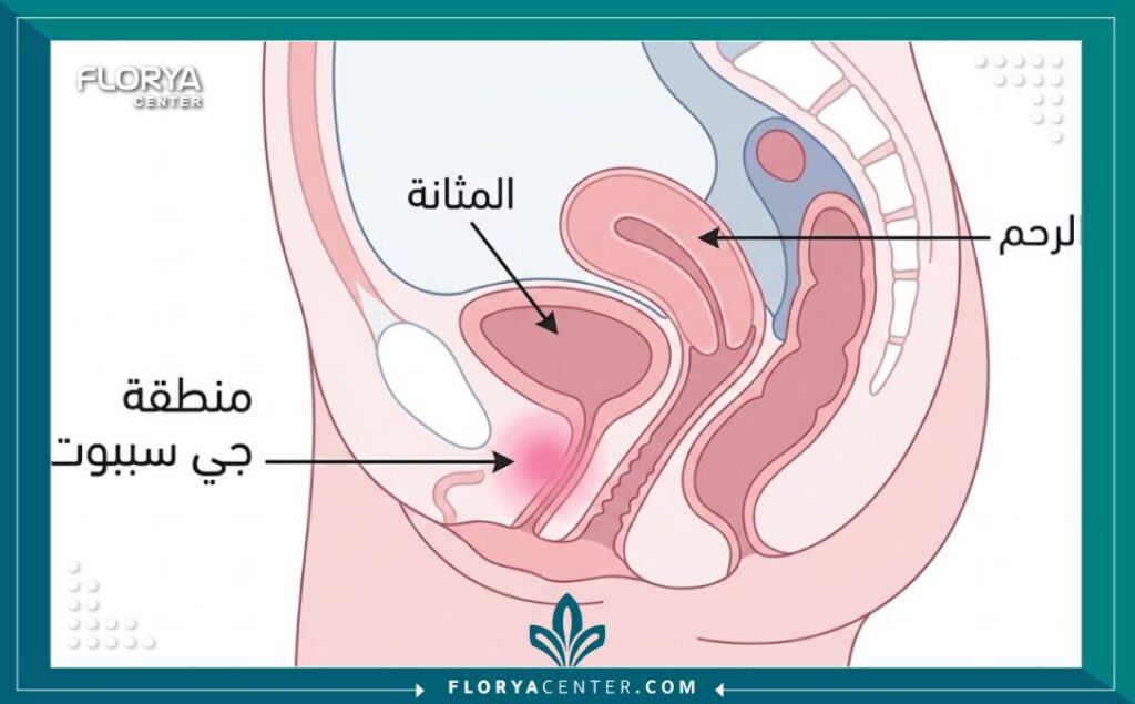 رسم تخطيطي طبي يوضح مكان حقن الجي سبوت (G-Shot) للأغراض التعليمية.