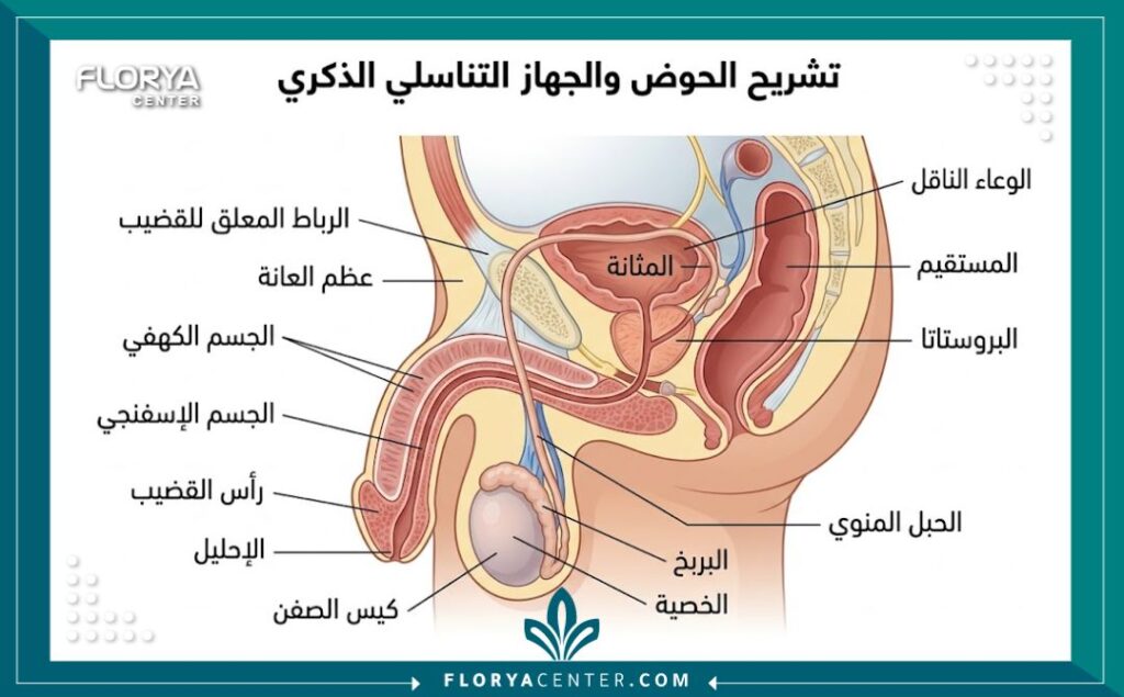 رسم توضيحي تشريحي للمناطق الحساسة عند الرجال لعمليات التجميل